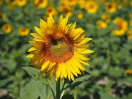 太陽花,花序,花籃
