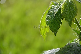 綠色,葉子,滴