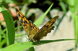 蝴蝶,宏,花園