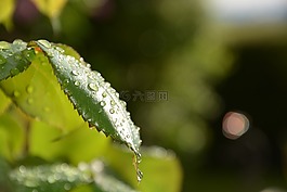 葉子,森林,性質(zhì)