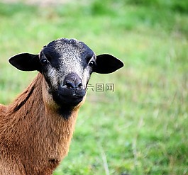 羊,好奇,動物