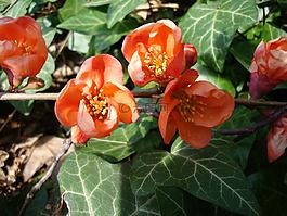 野生玫瑰,布什,開花