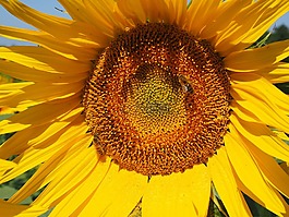 太陽花,蜜蜂,開花