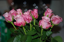 花,粉紅色,玫瑰