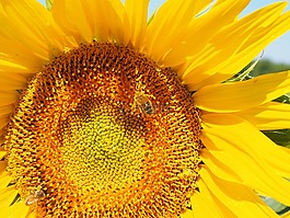 太陽花,蜜蜂,開花