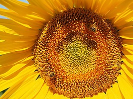太陽花,蜜蜂,開花