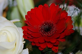 自然,花,天空