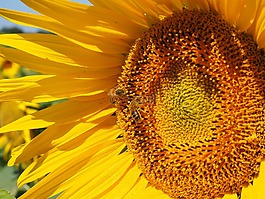 太陽花,蜜蜂,開花