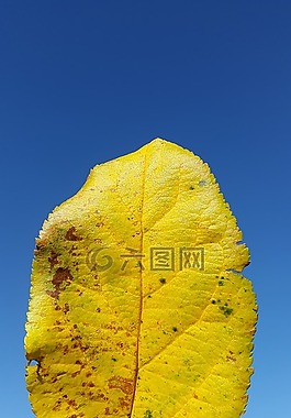 葉子,黃色,夏季