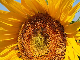 太陽花,蜜蜂,開花