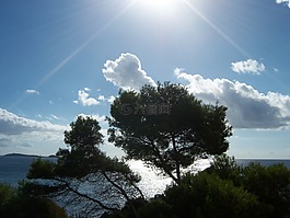 太陽,天空,樹木