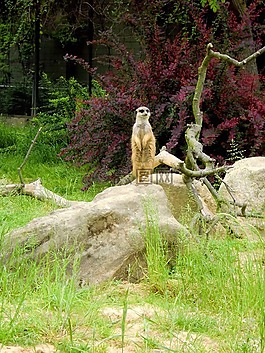 獴,使男性,動物園