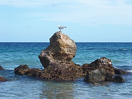 海鷗,巖,海