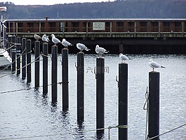 海鷗,端口,鳥