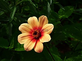 花,花瓣,雄蕊