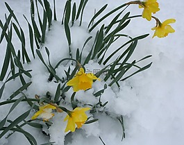 鮮花,水仙,雪