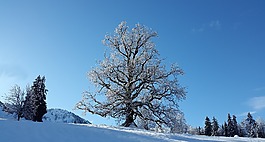 樹,雪,冬天