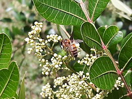 蜜蜂,無人駕駛飛機,花園