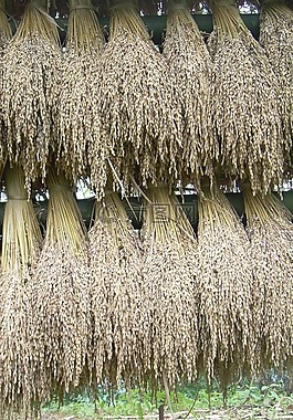 水稻,樁,有機