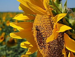 太陽花,蜜蜂,開花