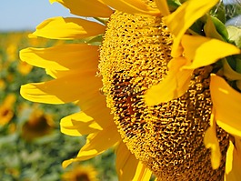 太陽花,蜜蜂,開花