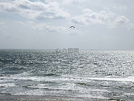 海鷗,水,海岸
