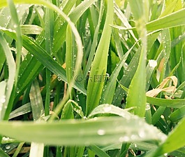 草,綠色,靠近拍攝