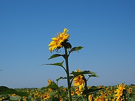 太陽花,花序,花籃
