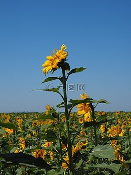 太陽花,花序,花籃