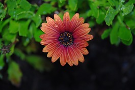 雛菊,花粉,花