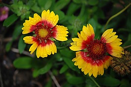 花,花束,葉