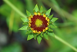 花,粉紅色,玫瑰
