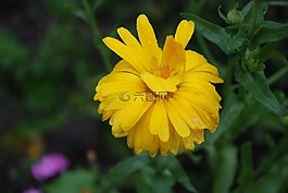花,自然,黃色