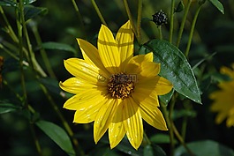 花,花束,葉