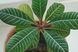 室内盆栽植物,植物,室内植物