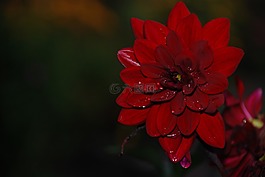 花,植物,自然