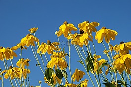 自然,花,天空