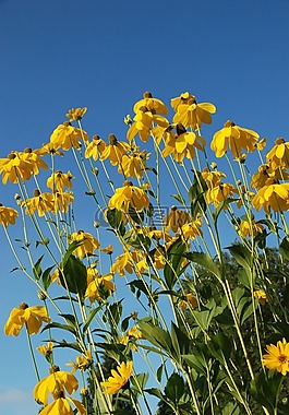 自然,花,天空