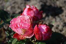花,粉紅色,玫瑰