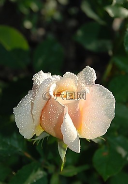 花,玫瑰,滴