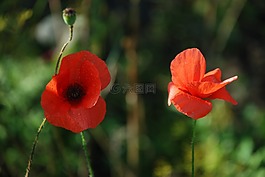 郁金香,花,荷蘭