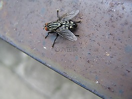 木柵,蠕蟲(chóng),昆蟲(chóng)