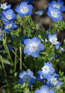 花,花束,白