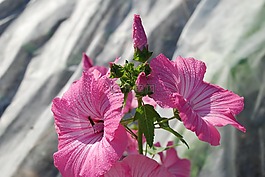 花,夏天,自然