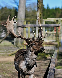 赫爾,動物,野生