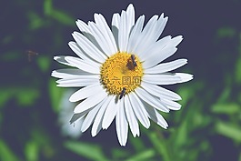 瑪格麗特,黃蜂,詳細