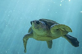 海,龜,海洋