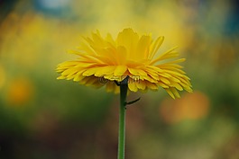 金花,松果菊,花