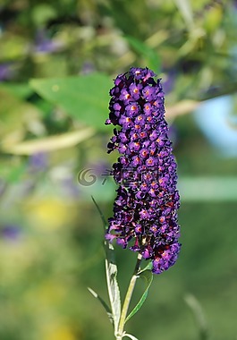 花,花束,葉