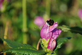 熊蜂,昆虫,花